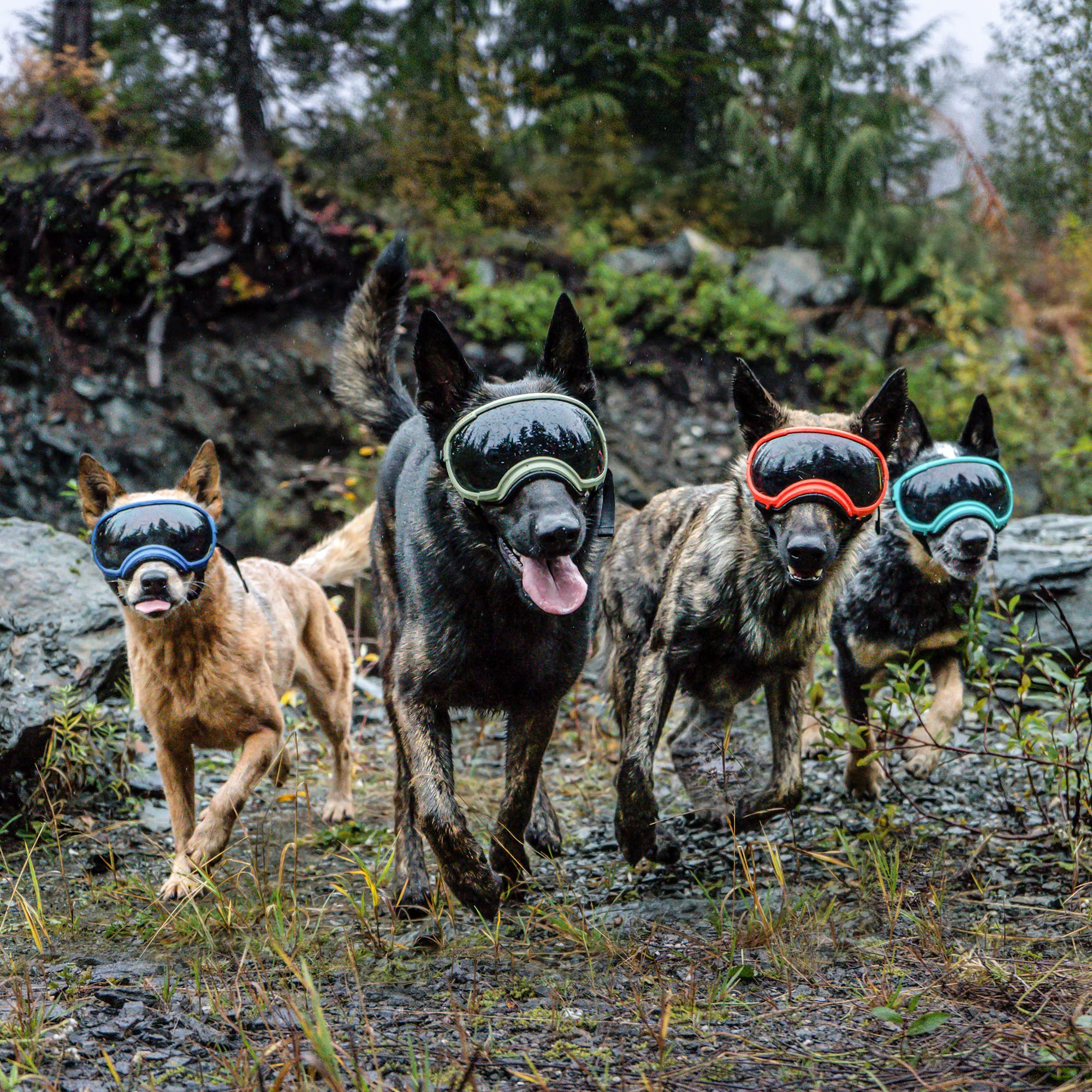 Rex Specs V2 pour chien grand noir, courroie ajustable pour un maintien sûr