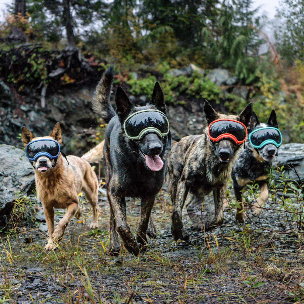Rex Specs V2 pour chien grand noir, courroie ajustable pour un maintien sûr