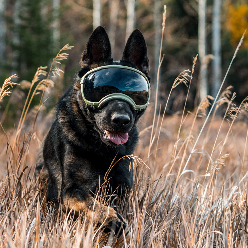 Rex Specs V2 pour chien grand noir, housse microfibre incluse pour rangement