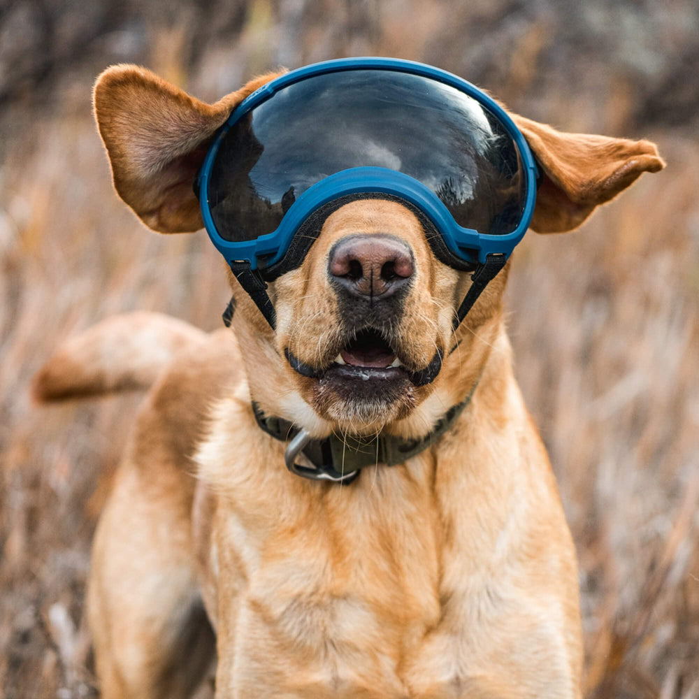 Rex Specs V2 pour chien grand noir, rembourrage moustaches pour plus de confort