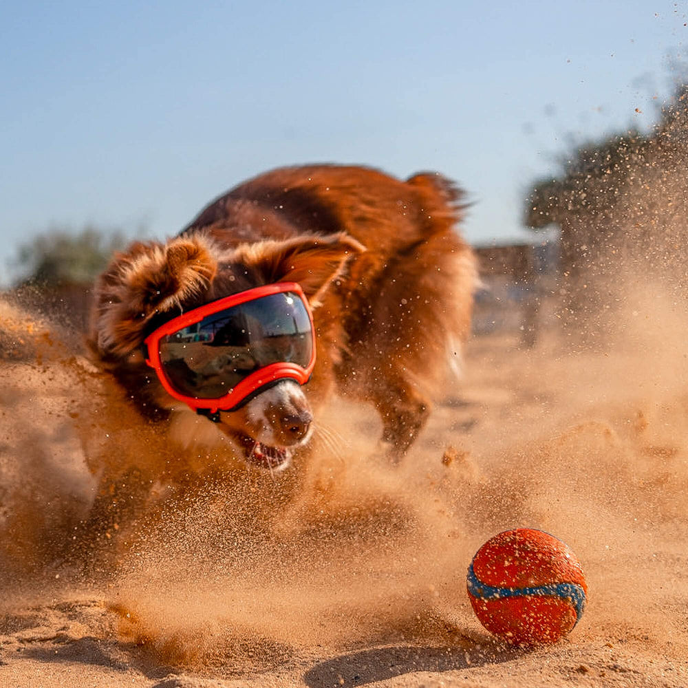 Rex Specs V2 pour chien grand noir test nage, protection lors des activités aquatiques
