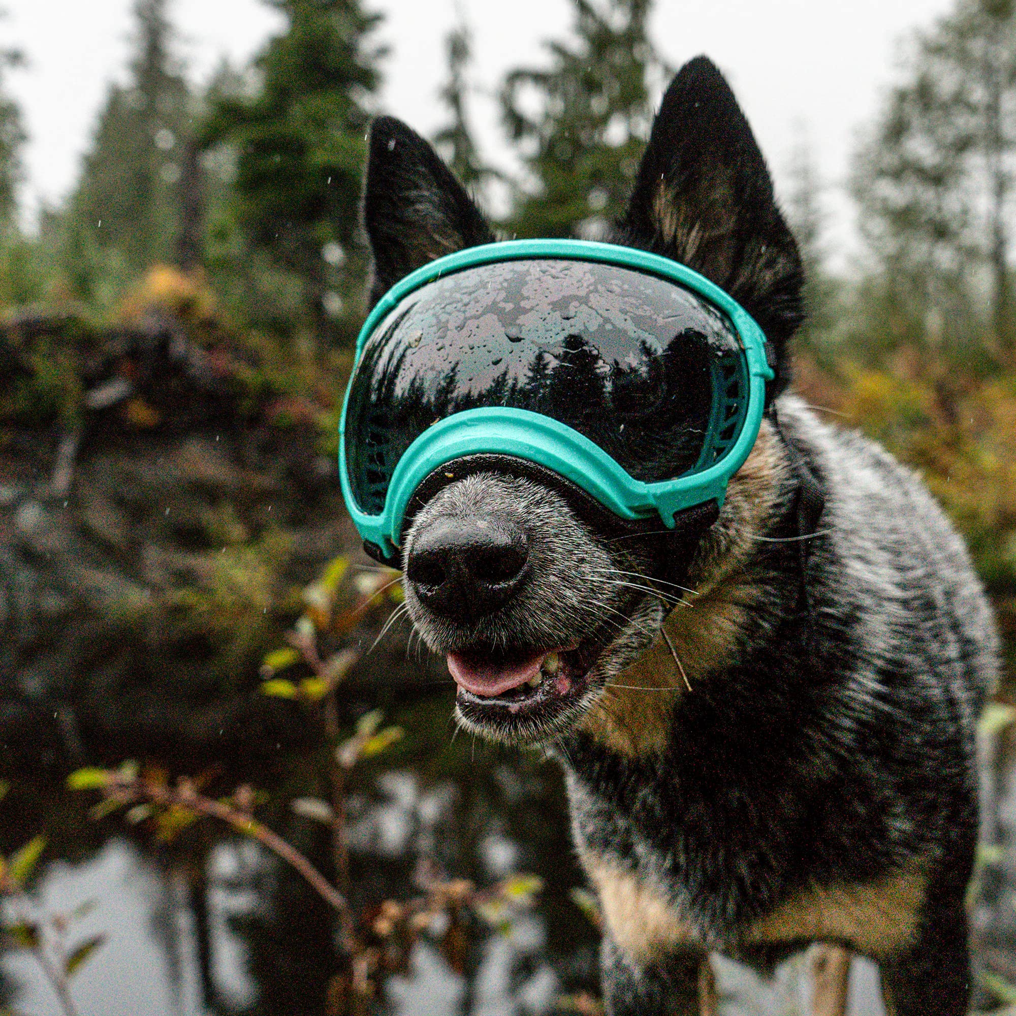 Rex Specs V2 pour chien grand noir, verres clairs pour vision nette