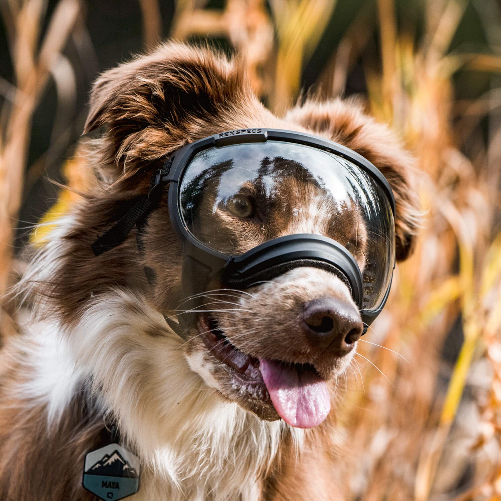 Rex Specs V2 pour chien grand noir, verres fumés pour protection contre débris