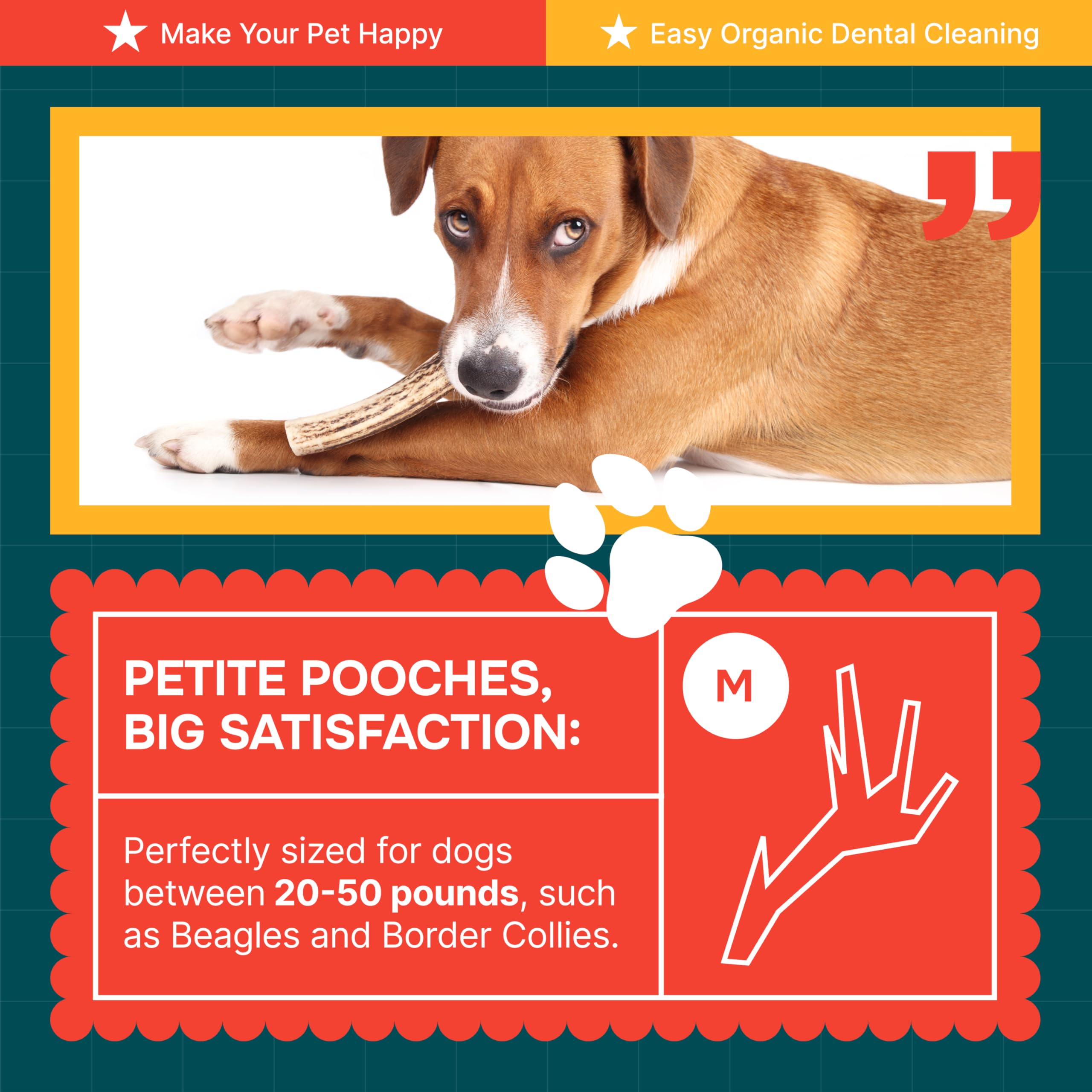 REXIPETS fabriqué aux États-Unis, cornes d'élan pour chiens.