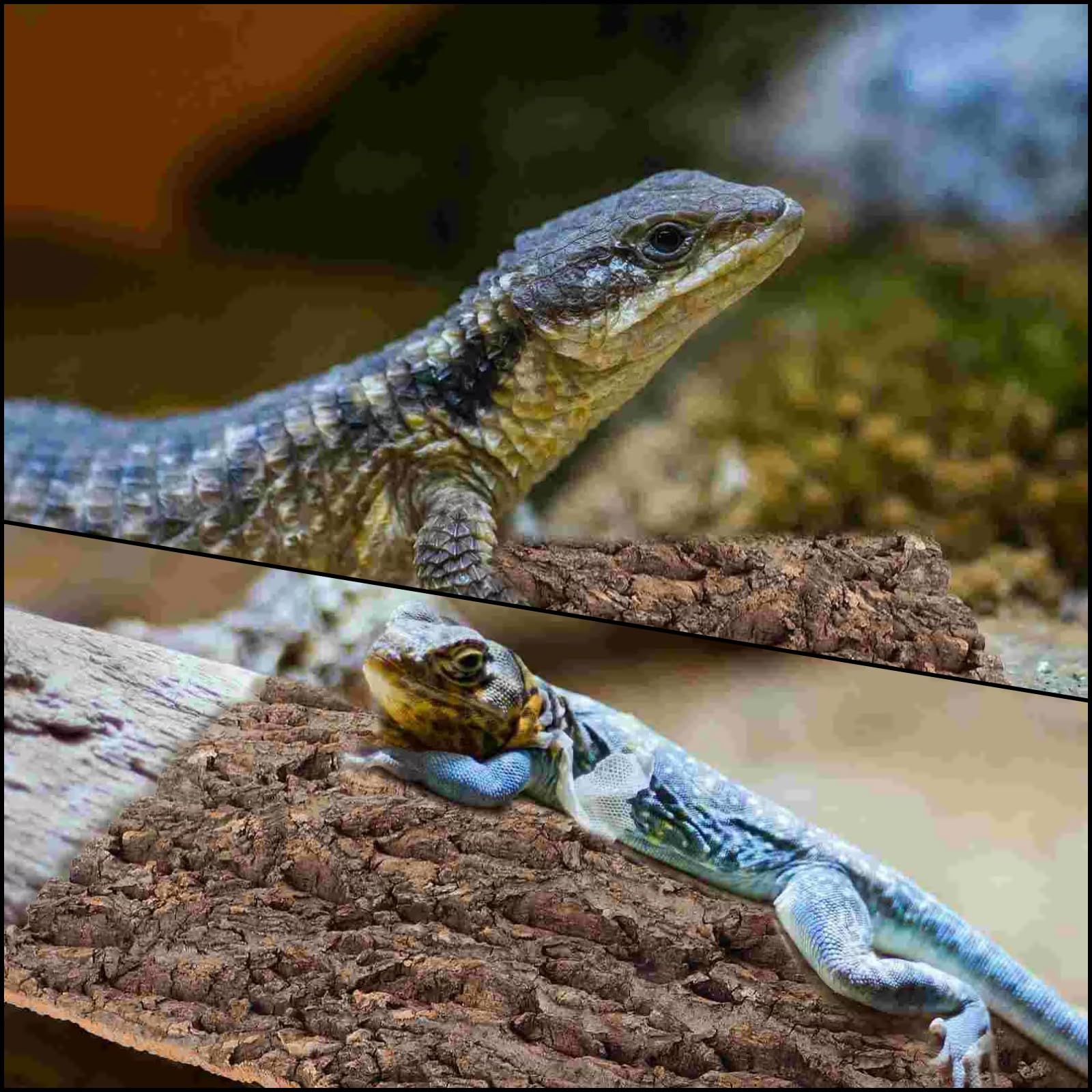 RHBLME écorce liège: décor polyvalent pour reptiles et amphibiens, habitat naturel.