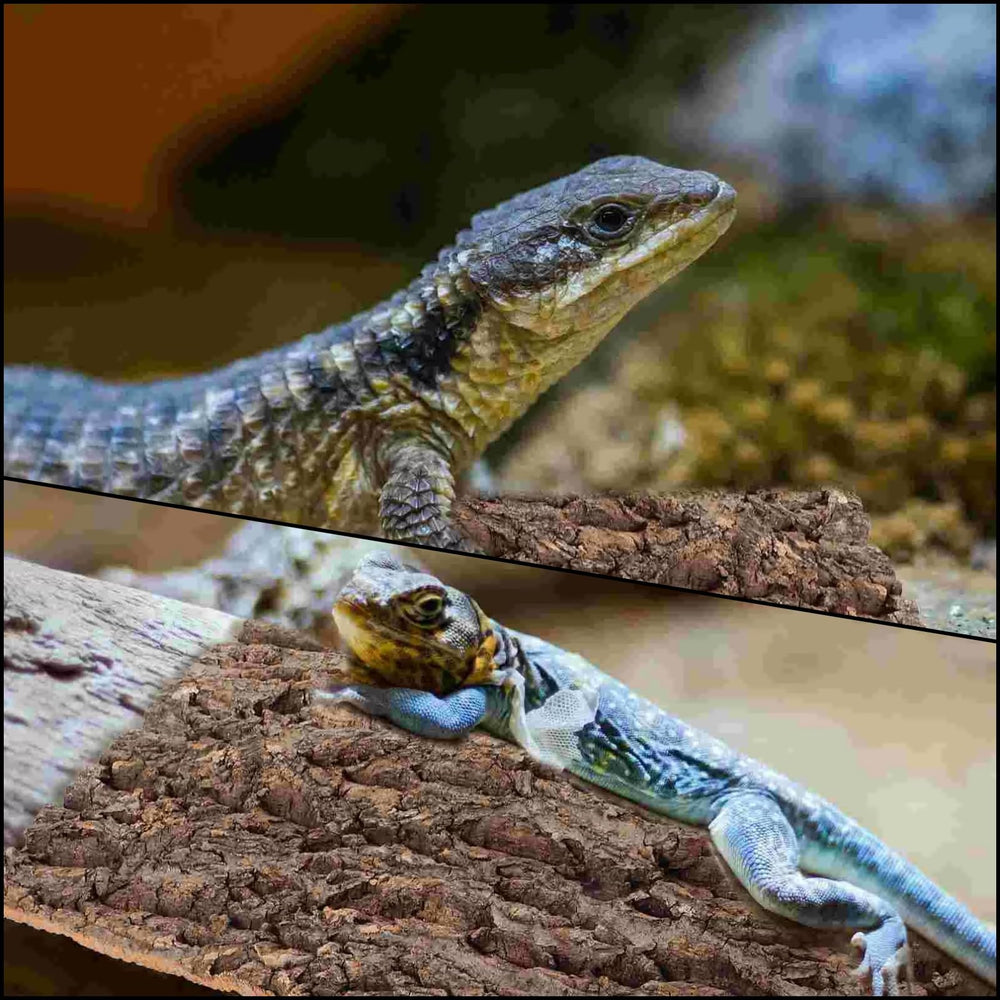 RHBLME écorce liège: décor polyvalent pour reptiles et amphibiens, habitat naturel.