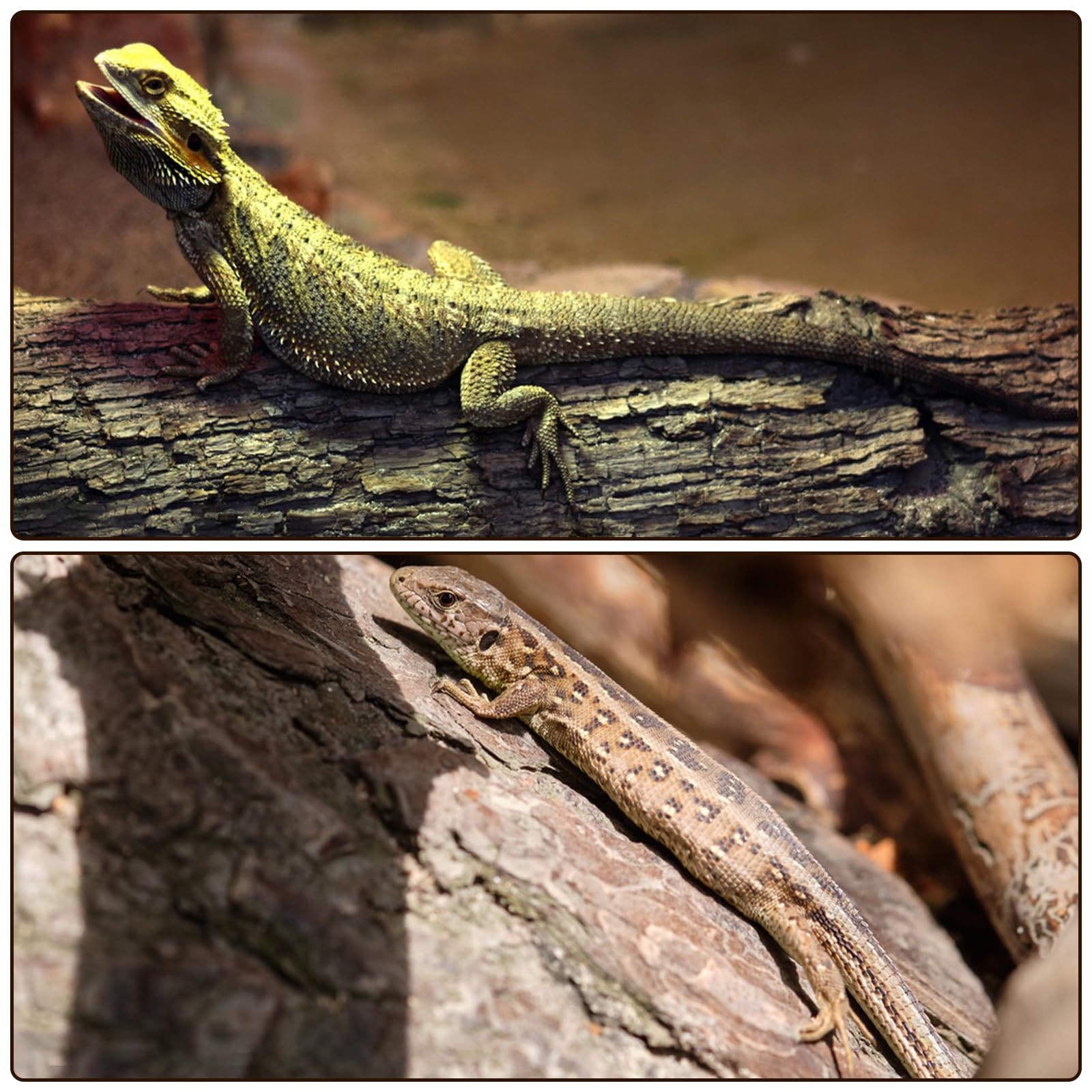 RHBLME écorce liège: habitat naturel pour terrarium, favorise exploration et confort.