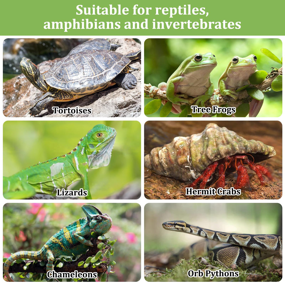 Riare substrat argile expansée, parfait comme base humide pour plantes et reptiles.
