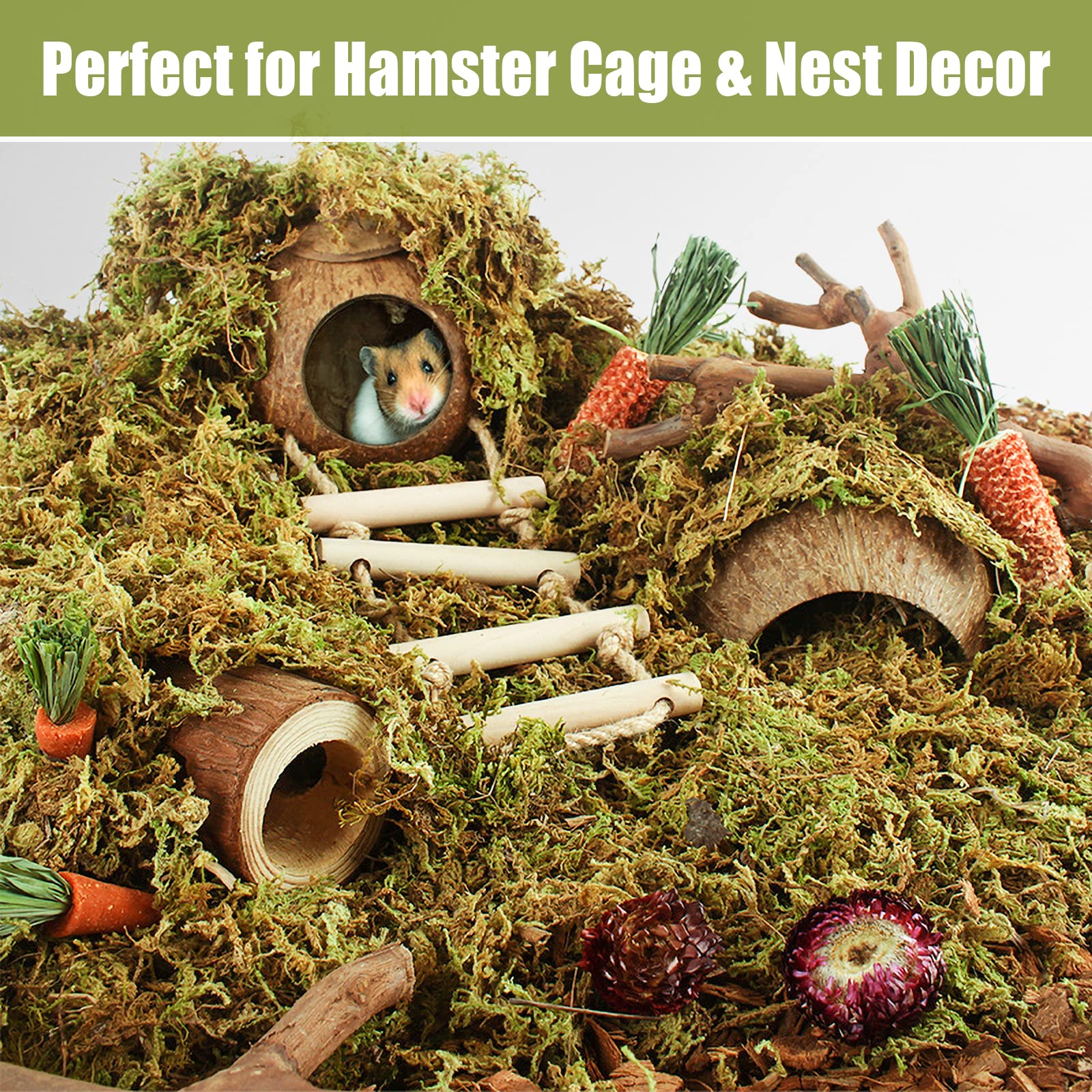 Riare mousse sphagnum absorbe les odeurs et l'humidité pour un terrarium propre.