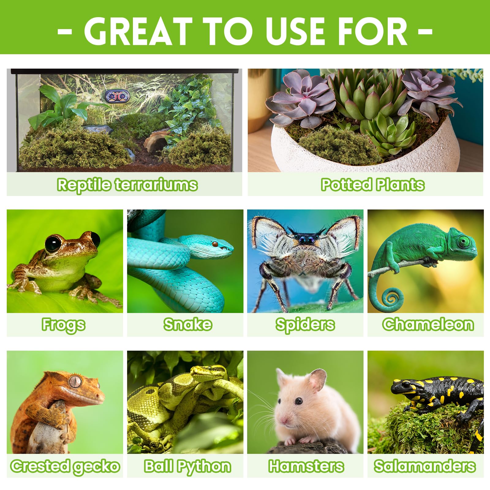 Riare mousse sphagnum absorbe les odeurs, terrarium plus propre.