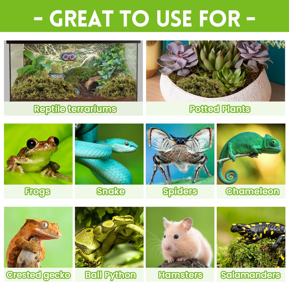 Riare mousse sphagnum absorbe les odeurs, terrarium plus propre.