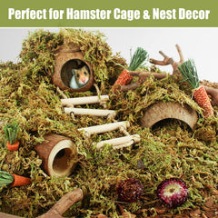 Riare mousse sphagnum absorbe les odeurs et l'humidité pour un terrarium propre.
