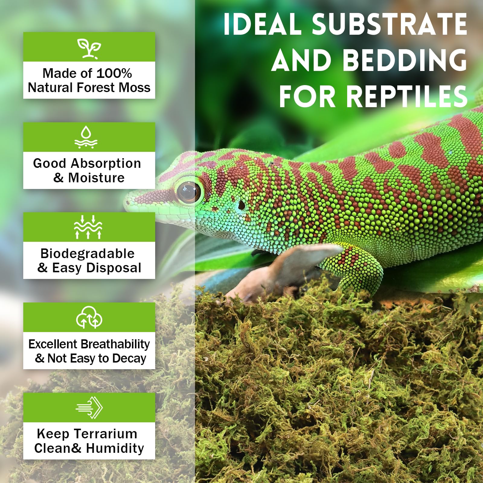 Riare mousse sphagnum favorise la fouille chez les reptiles.