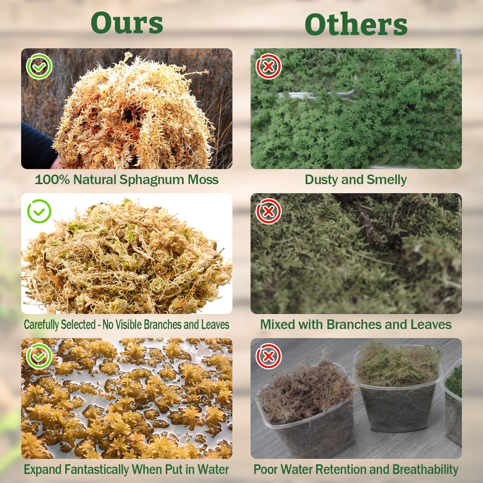 Riare mousse sphagnum, idéale pour la rétention d'humidité dans le terrarium.