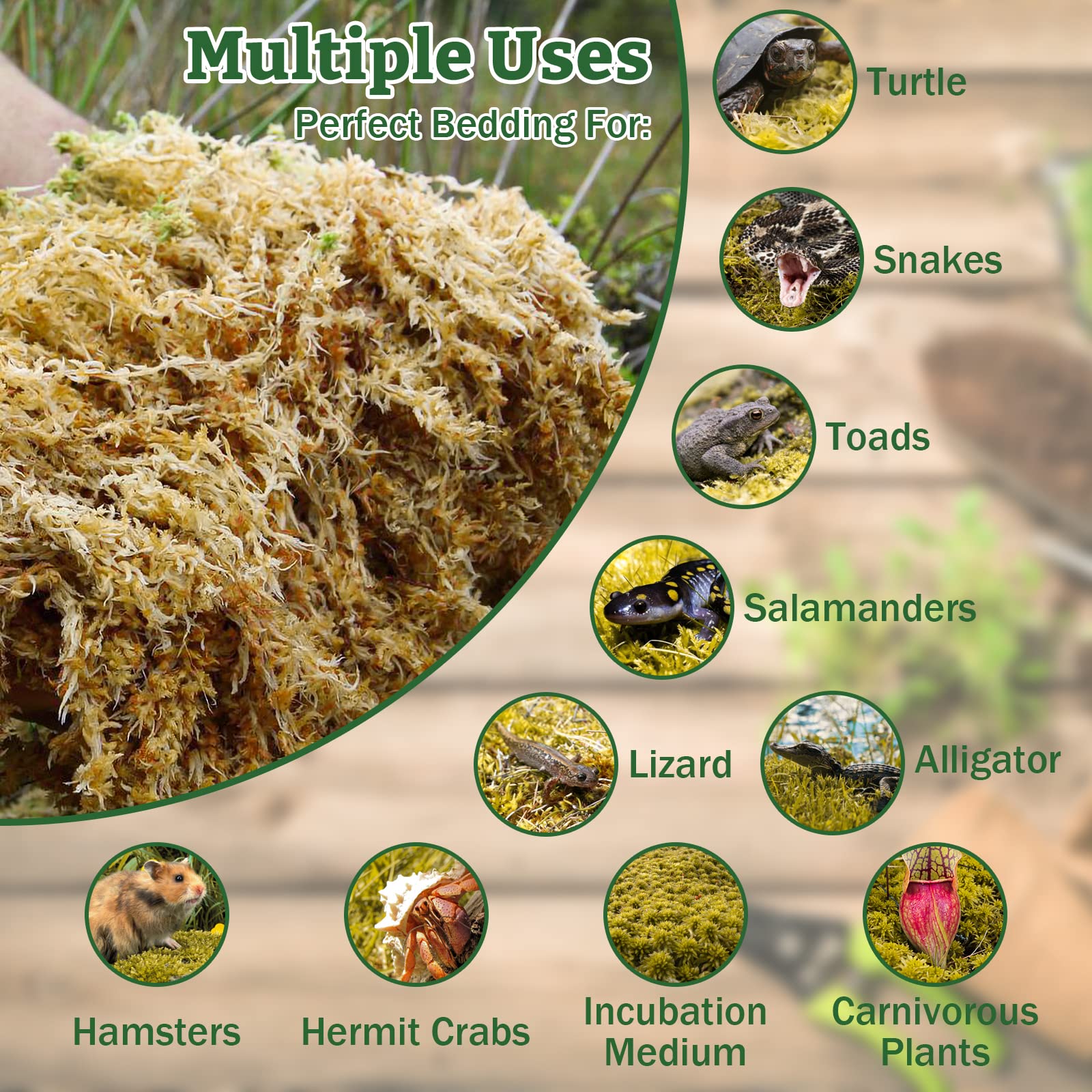 Riare mousse sphagnum, lit forestier naturel et durable pour terrarium.