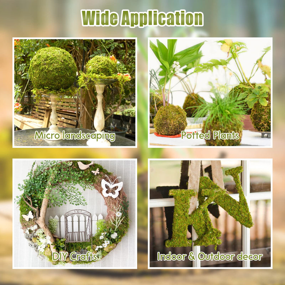 Riare mousse sphagnum convient petits animaux et reptiles pour habitat confortable.