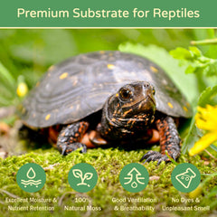 Riare Mousse Sphaigne Premium texture respirante pour terrarium humide