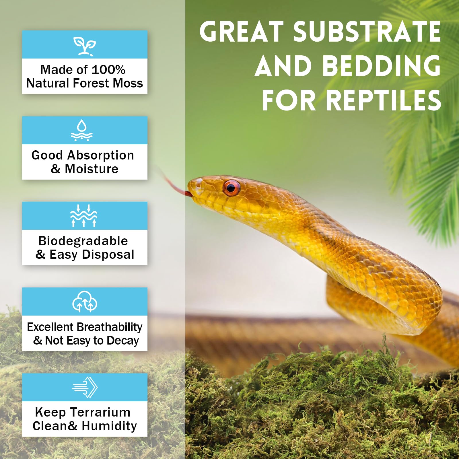 Riare mousse sphagnum idéale pour l'hibernation et le repos des reptiles.