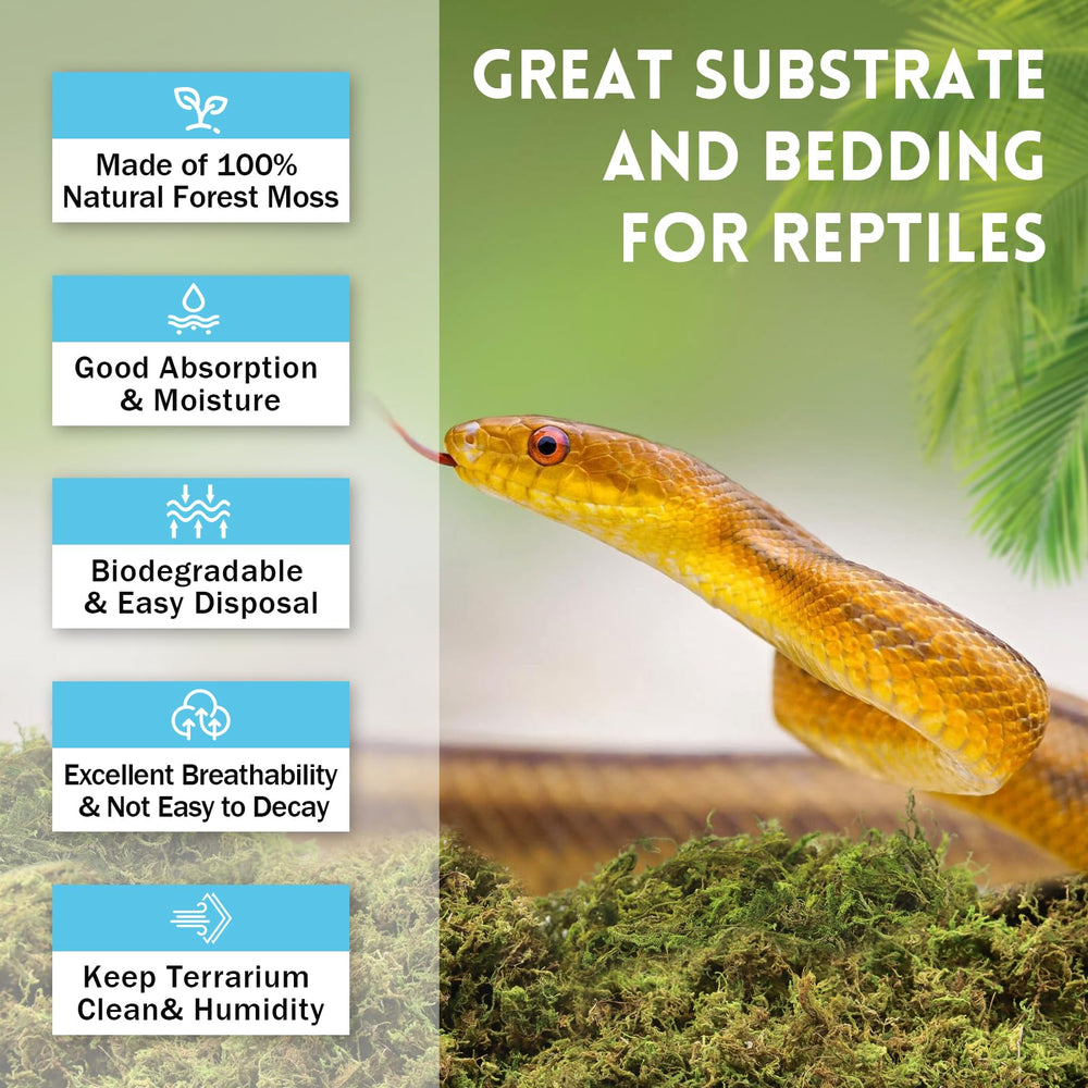 Riare mousse sphagnum idéale pour l'hibernation et le repos des reptiles.