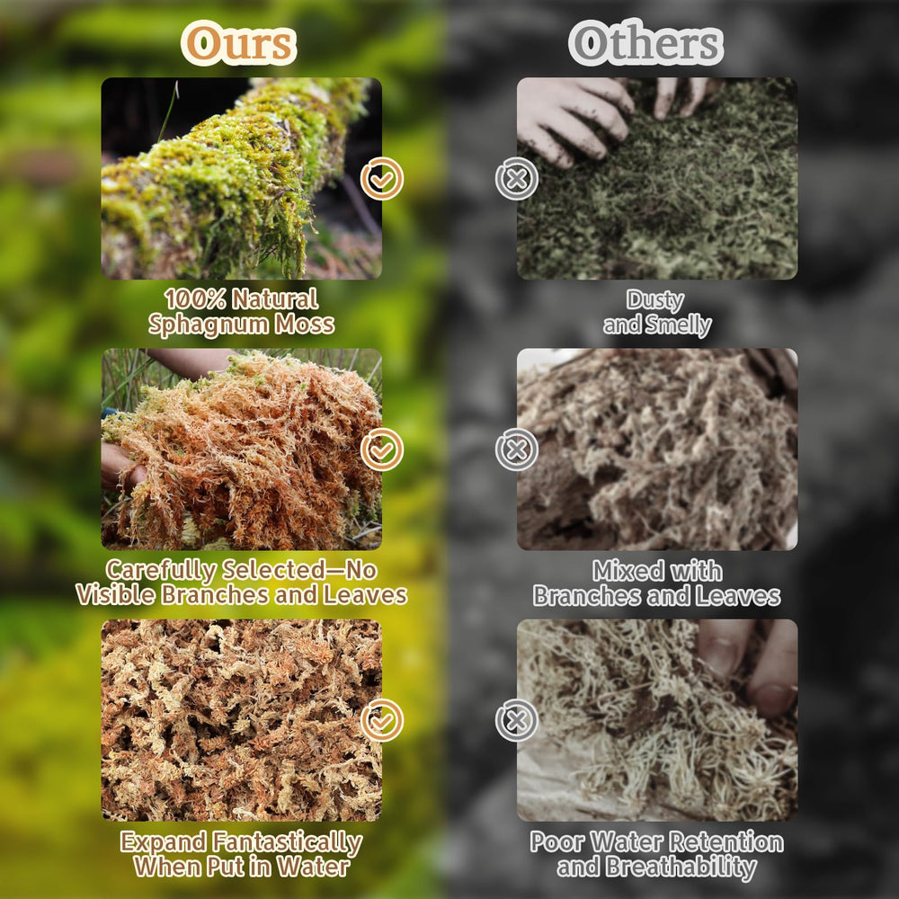 Riare tapis habitat naturel favorisant repos et comportements exploratoires.