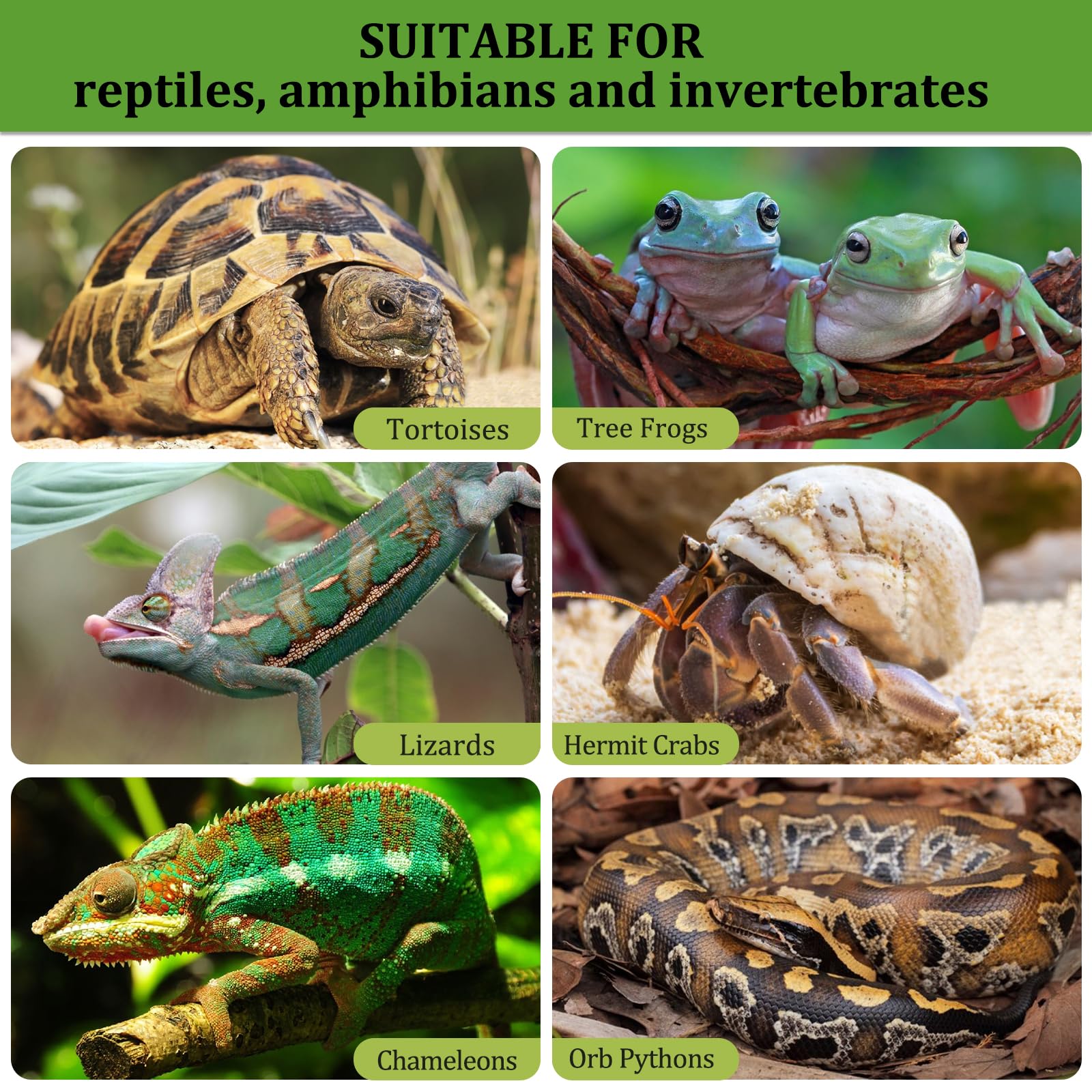Riare utilisation durable terrarium argile, solution écologique et polyvalente.