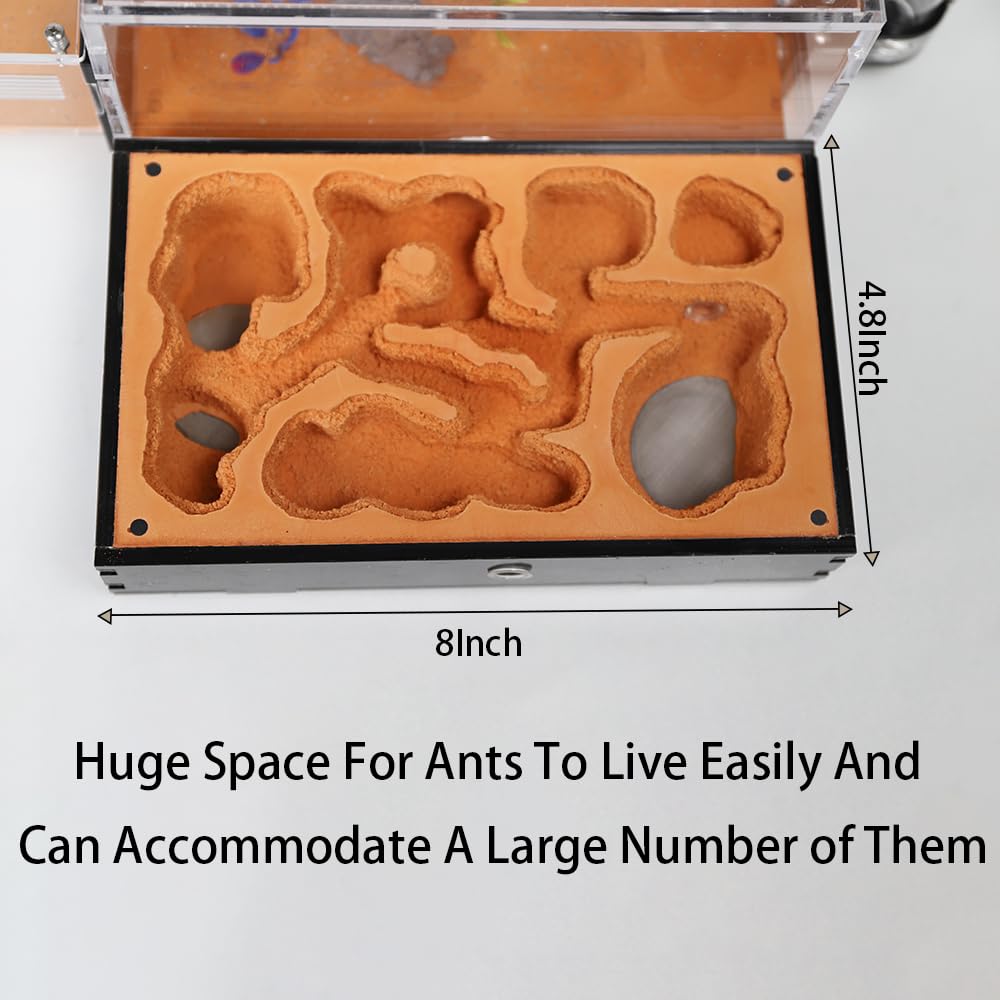 Accessoires intégrés du Nid Formicarium Rimsunta Extra-Large pour installation aisée