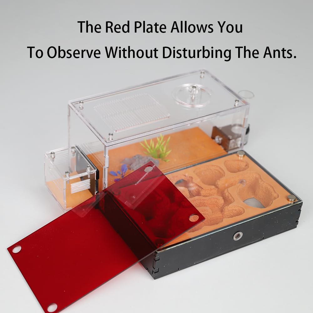 Zone de vie du Nid Formicarium Rimsunta Extra-Large et espace repos