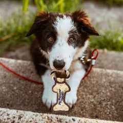 Rite Lite Chewdaica: jouet chien avec sifflet interne, stimulation ludique.
