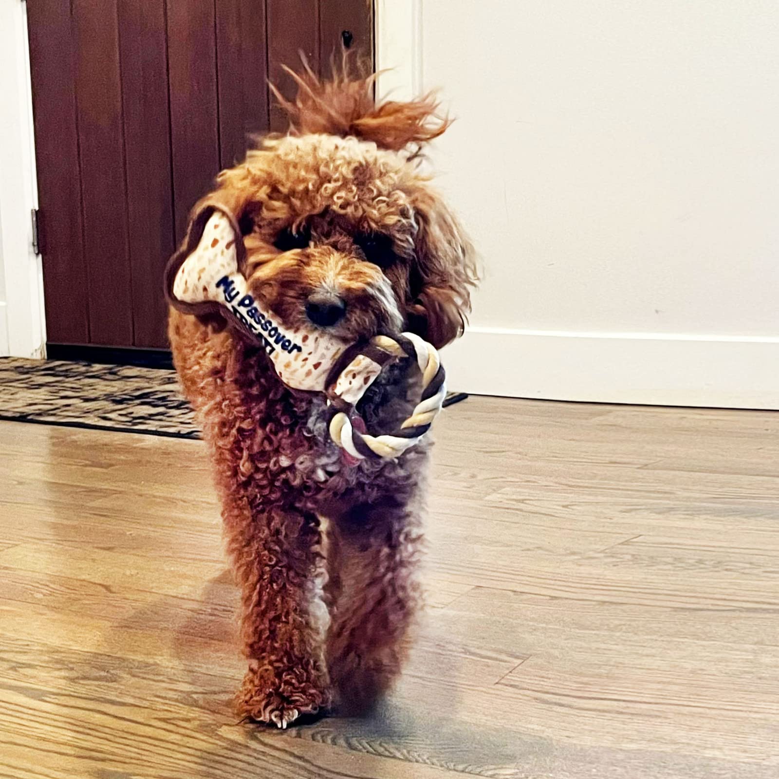 Rite Lite Chewdaica: plaisir Pessah pour chien, sessions quotidiennes.