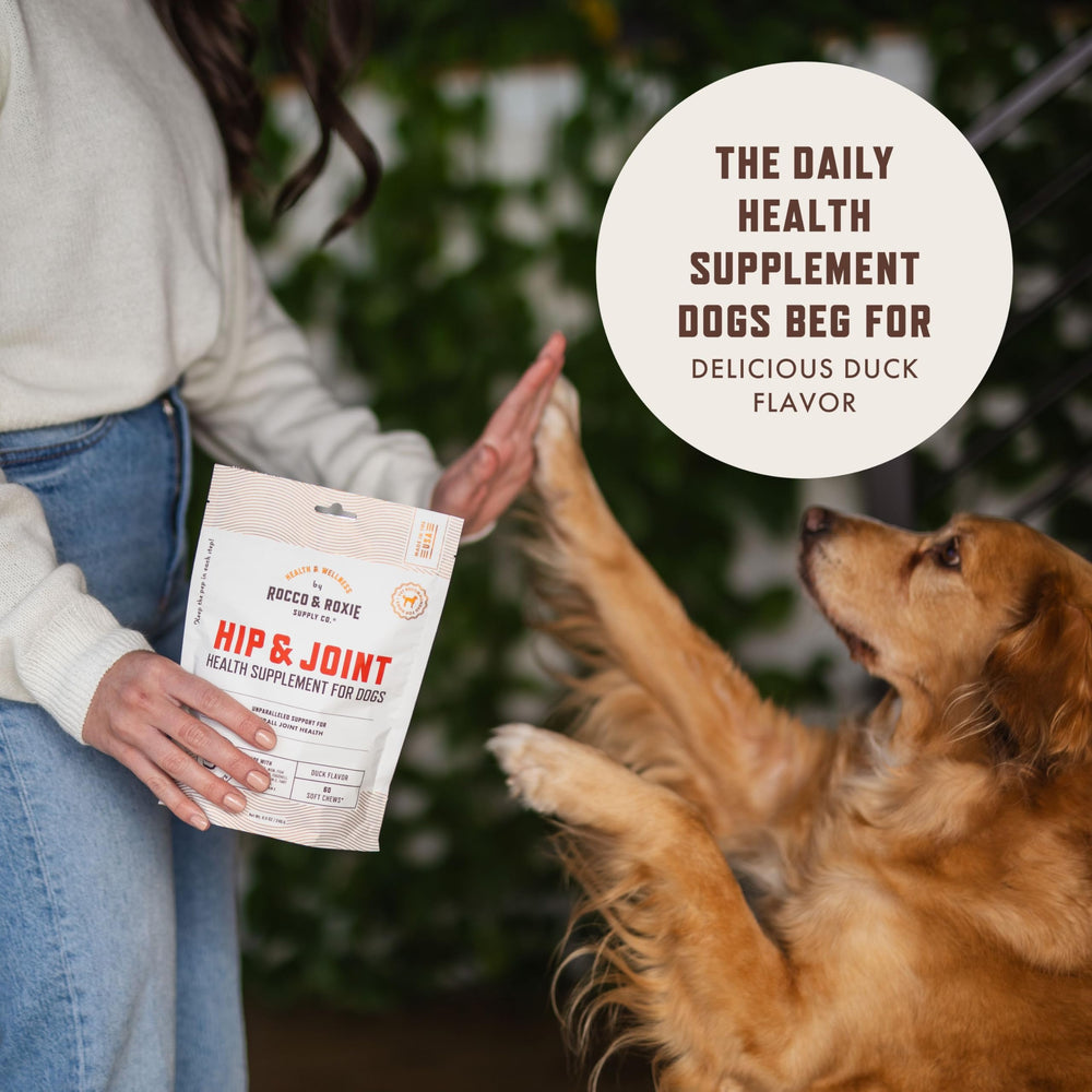 Rocco et Roxie : hanches et mobilité chien, complément quotidien recommandé
