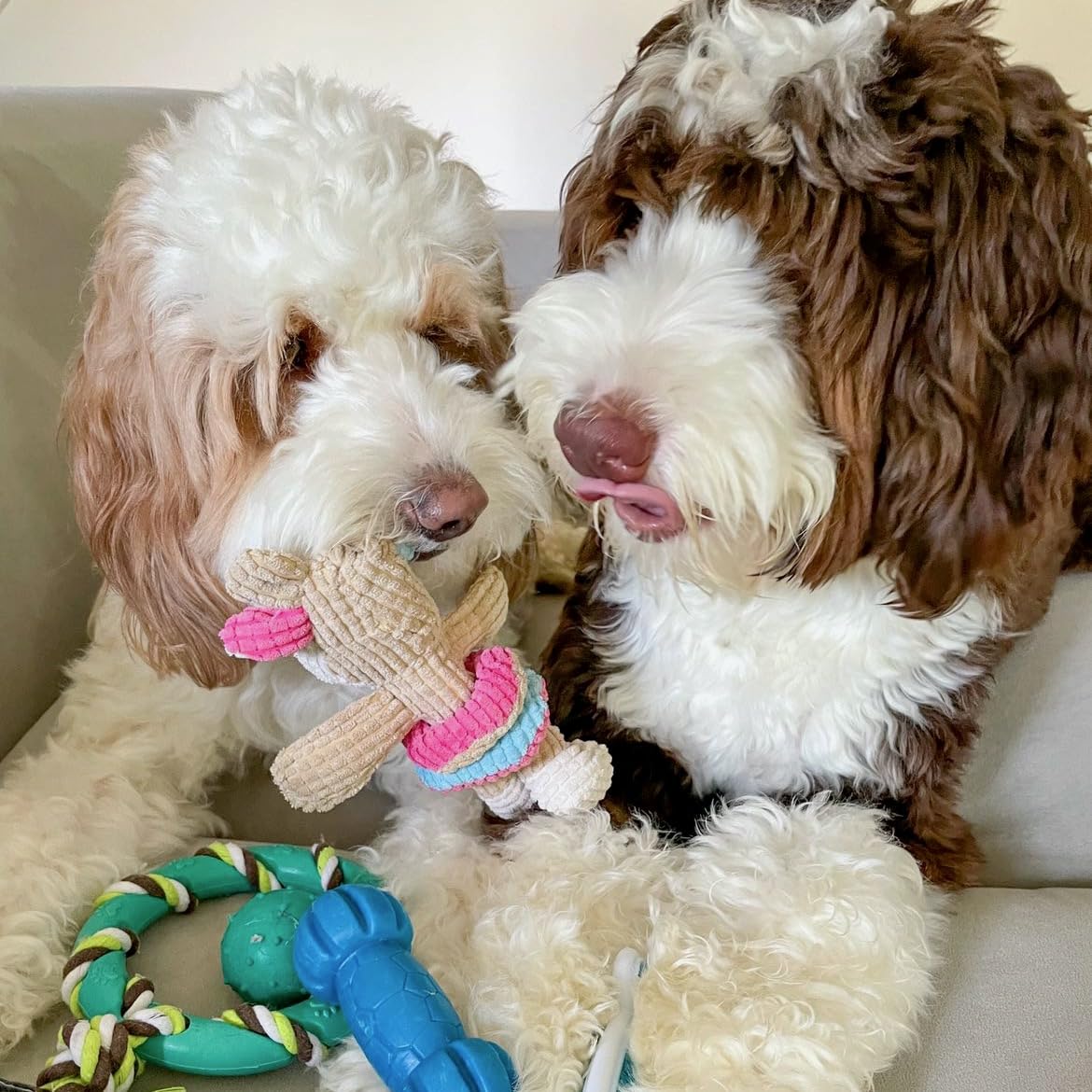rocket & rex jouet coton dentition pour chiot confort et durabilité.