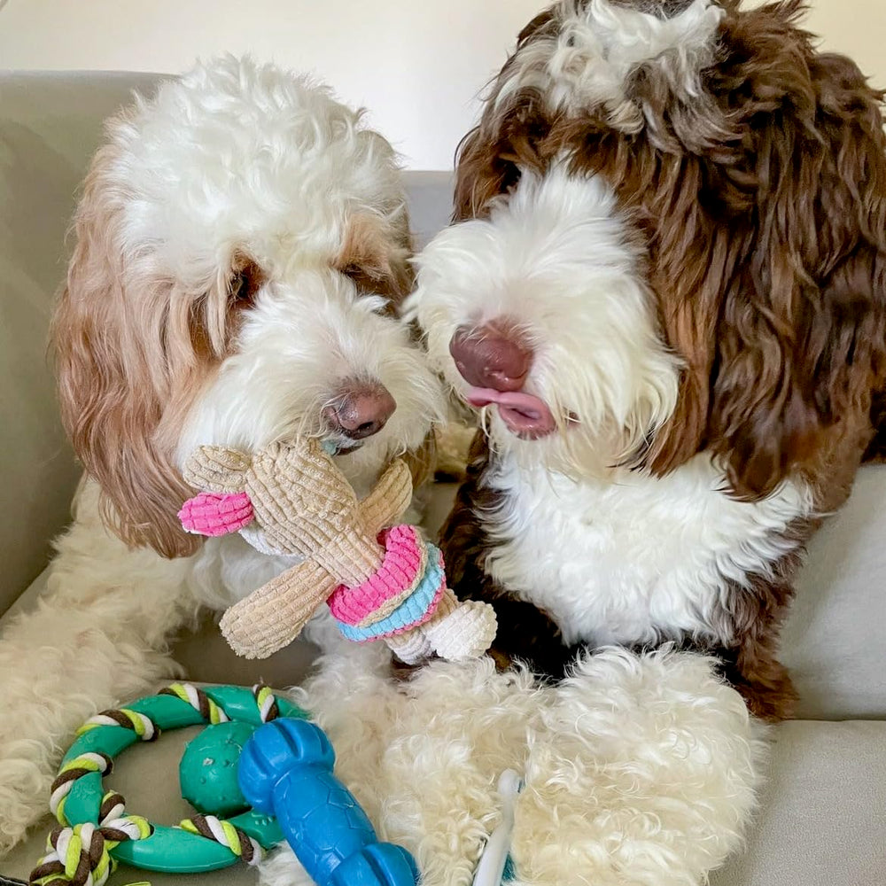 rocket & rex jouet coton dentition pour chiot confort et durabilité.
