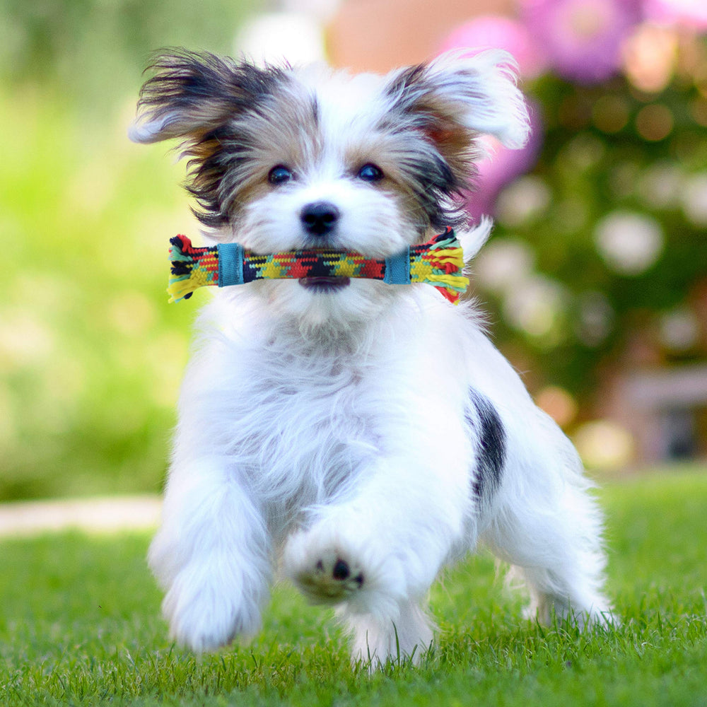 rocket & rex jouet-dentition-puppy: idéal pour chiots en dentition et apaisement