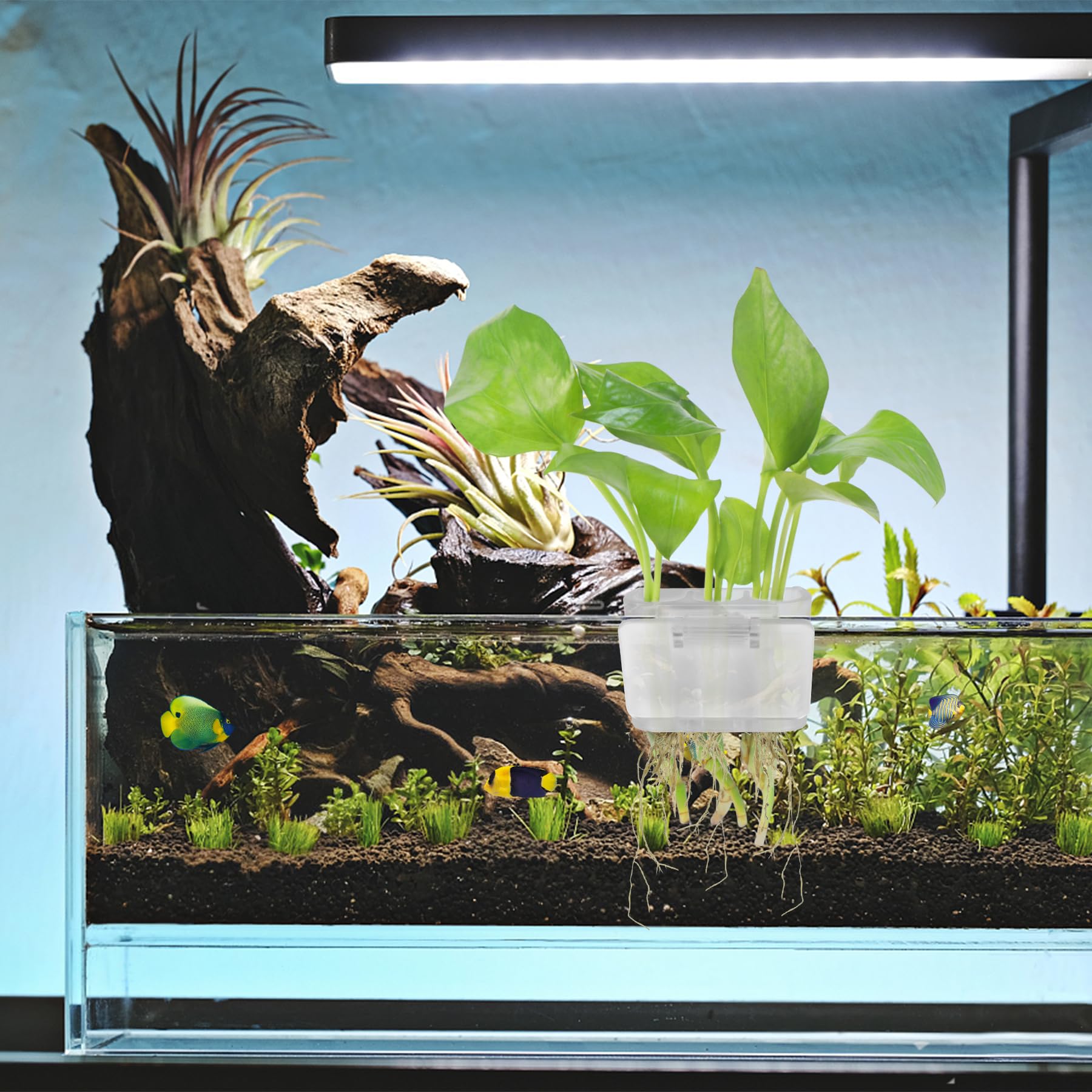 Roetelo: installation simple et cadeau pratique pour amateurs d’aquariums.