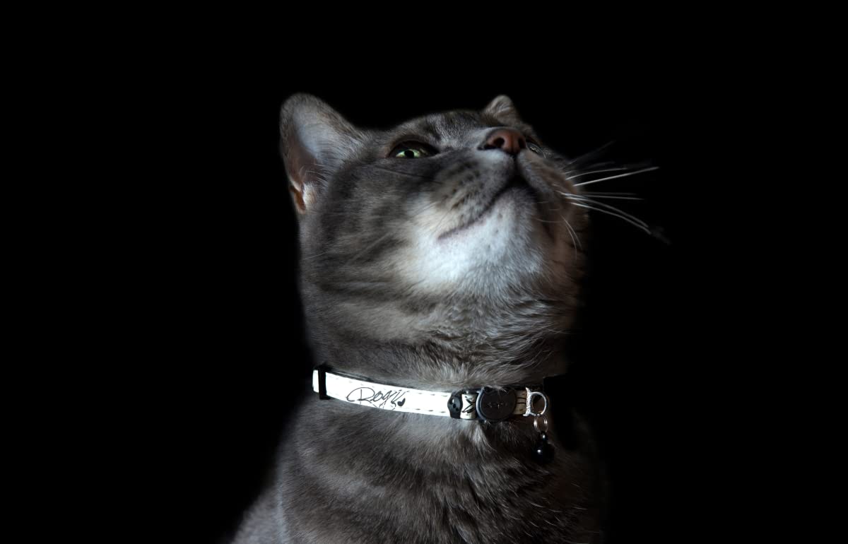Collier Rogz fermeture anti-coupure pour sécuriser les sorties nocturnes.
