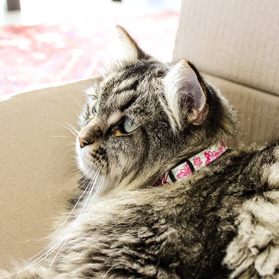 Collier Rogz reflet lumineux pour mieux repérer votre chat la nuit.