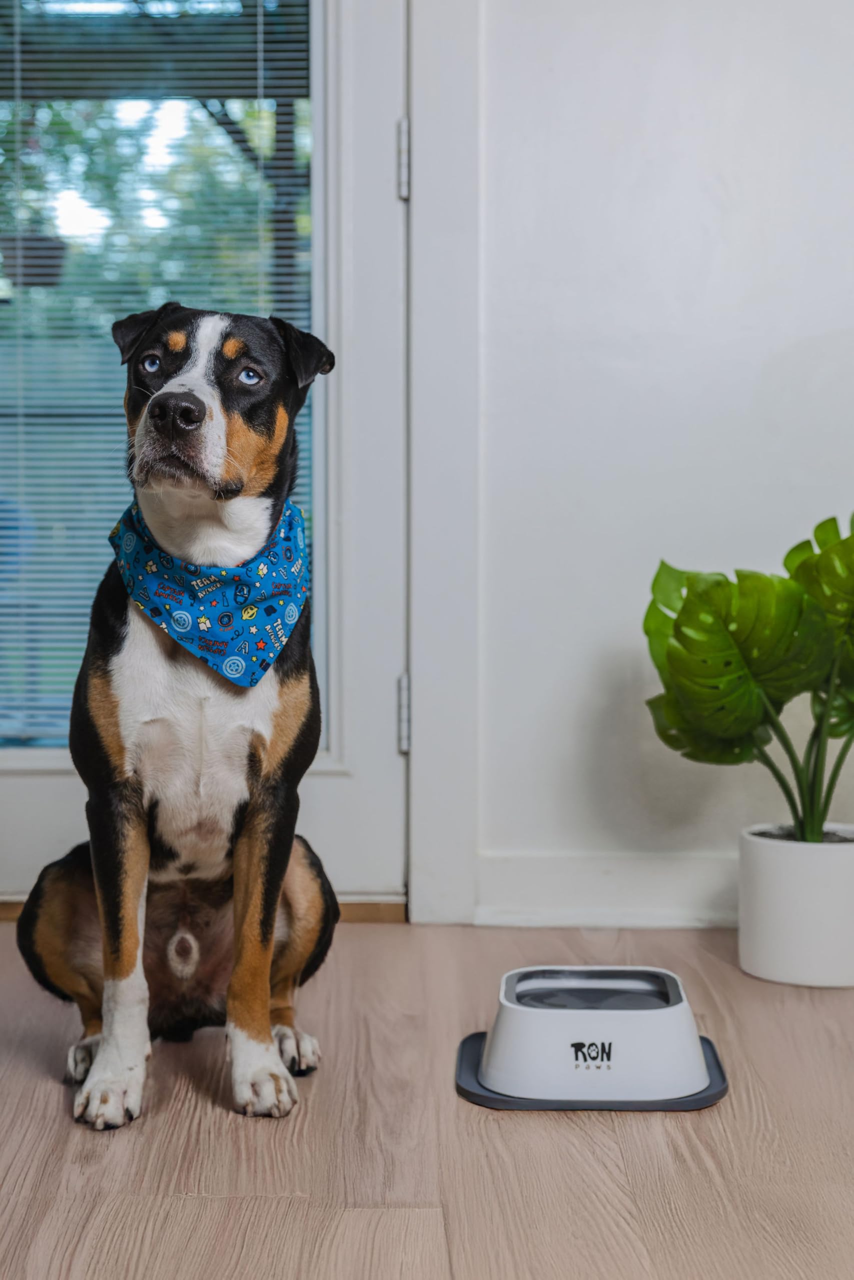 Ron Paws démontage facile: nettoyage rapide et entretien simplifié.