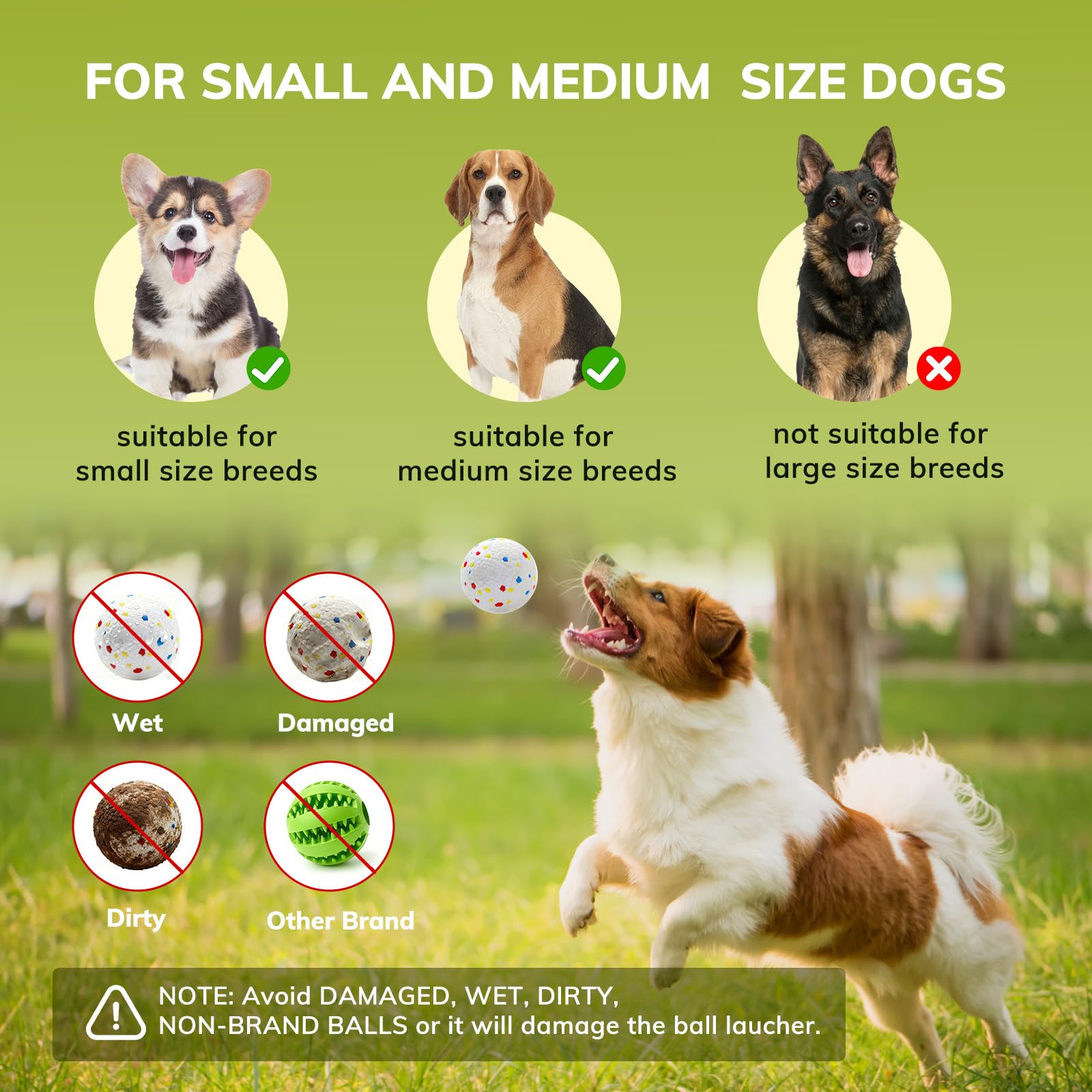 RoseYouth utilisation intérieur extérieur, idéale pour petits et moyens chiens