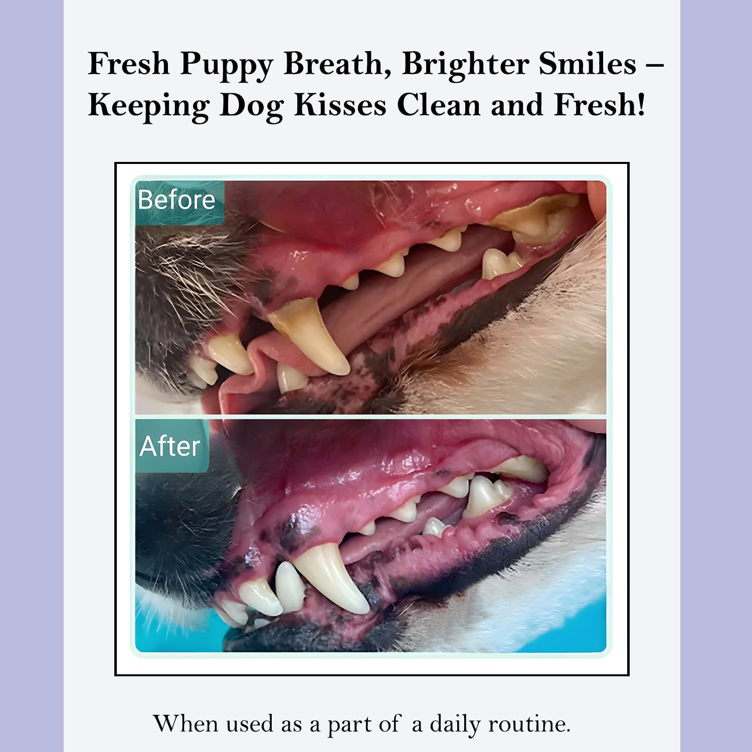 ROSEY'S PUPPY FRESH BREATH - dans le bol d'eau, haleine plus fraîche.