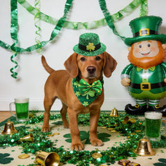 Rosulasi panoplie Saint-Patrick pour chien et chat, ensemble complet prêt à l’emploi