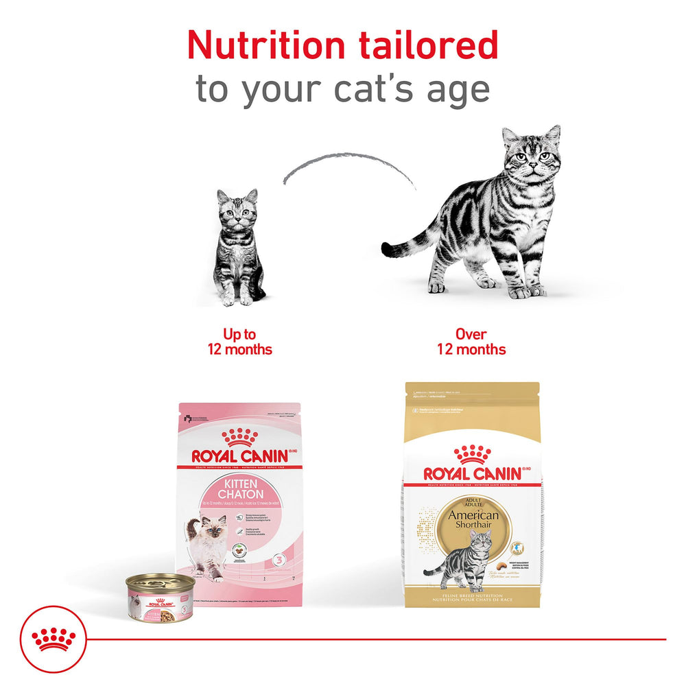 Royal Canin American Shorthair Adulte – kibble spécialisé facilitant la mastication et le soin bucco-dentaire.