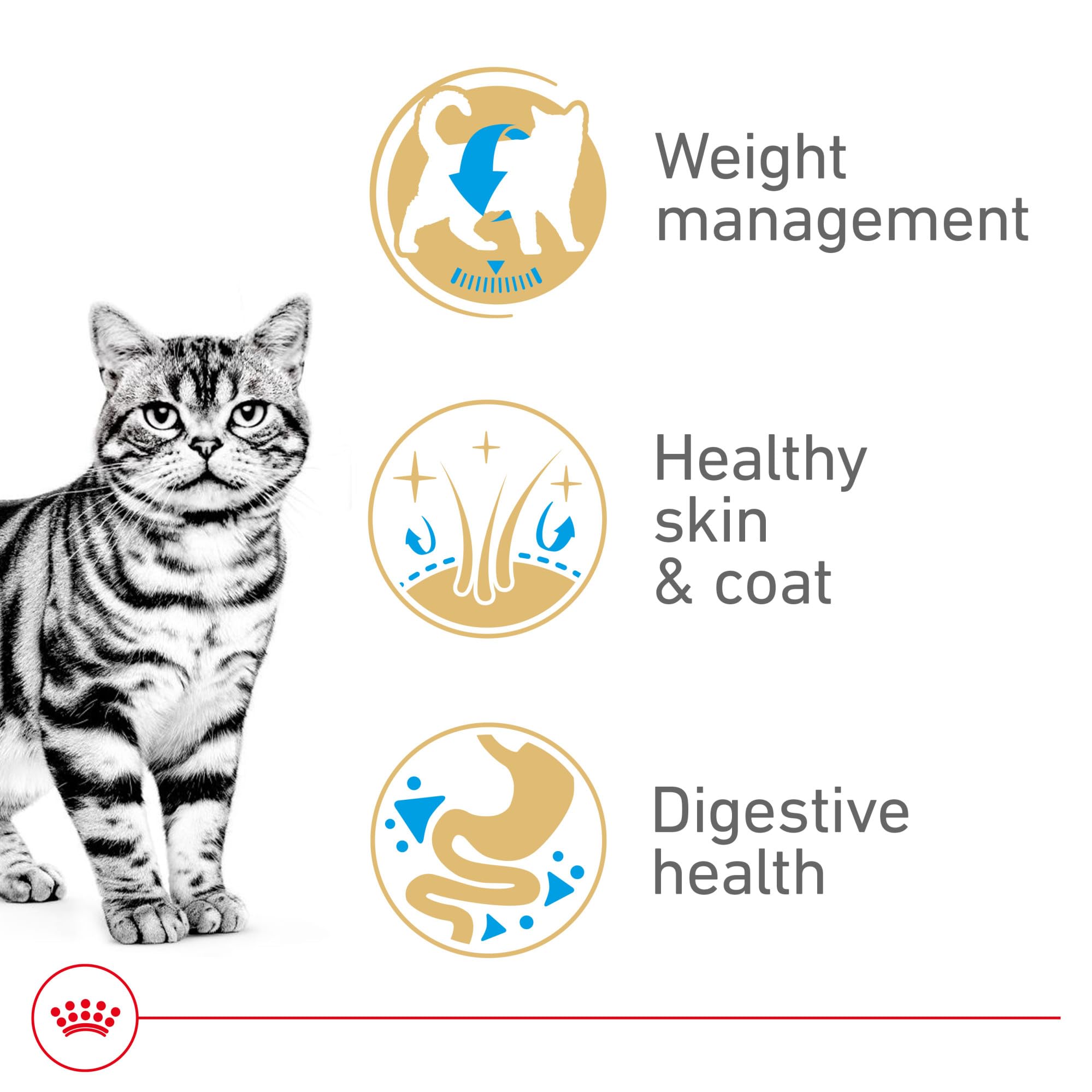 Royal Canin American Shorthair Adulte – pelage sain et brillant.