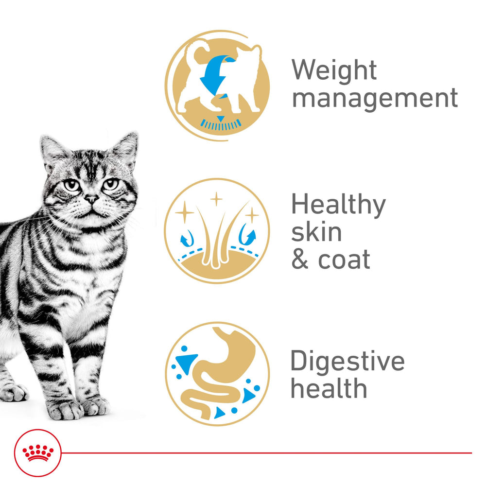 Royal Canin American Shorthair Adulte – pelage sain et brillant.