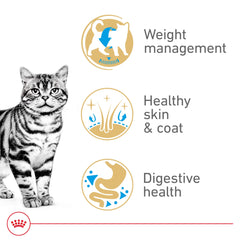 Royal Canin American Shorthair Adulte – pelage sain et brillant.