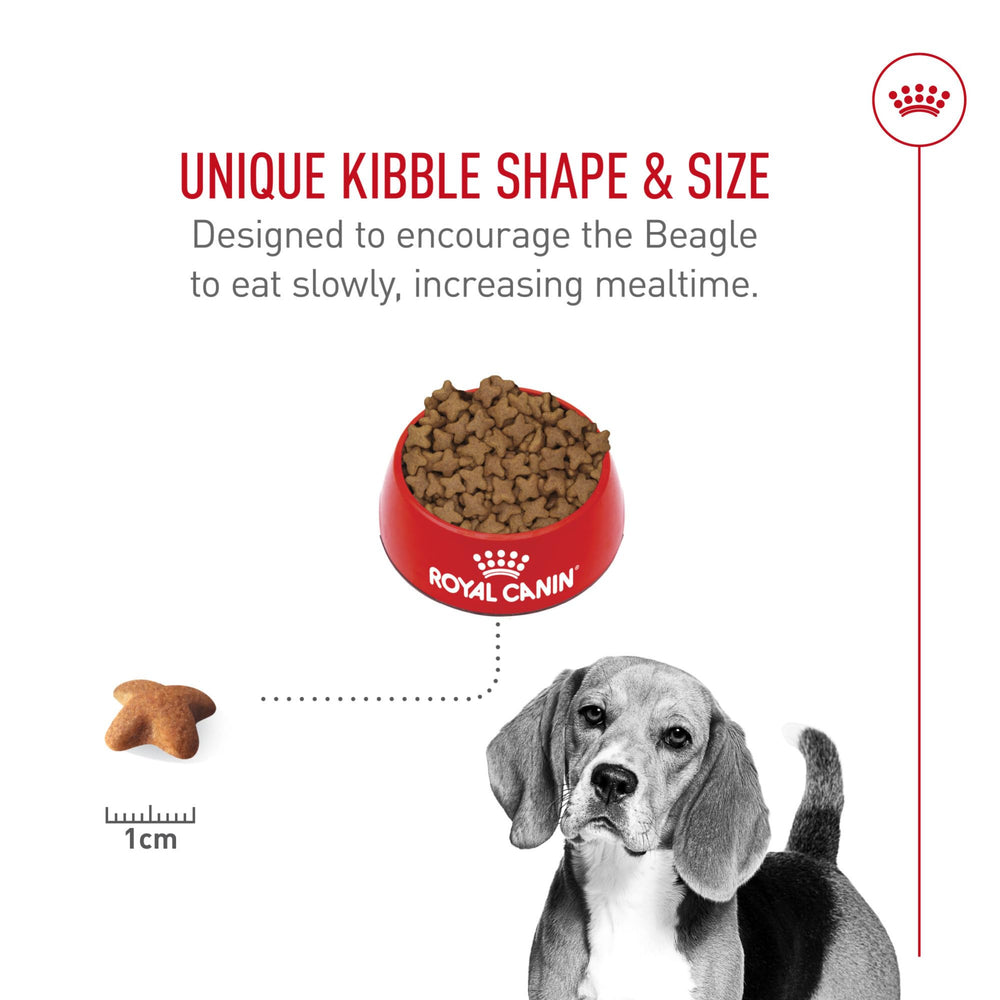 Fibres exclusives aidant la satiété chez le Beagle Royal Canin.