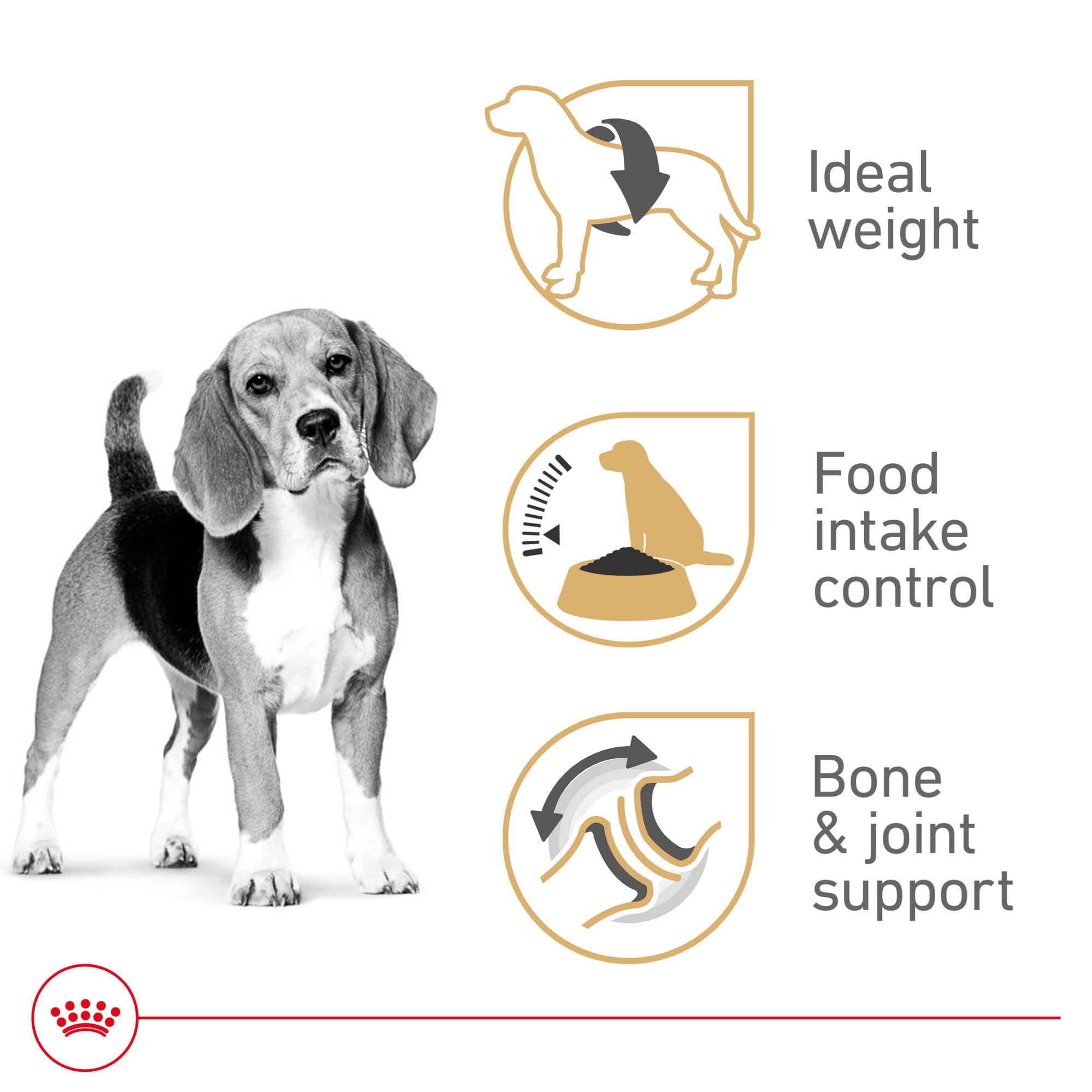 Royal Canin Beagle Adulte et sa mâchoire spécialisée pour une prise lente.