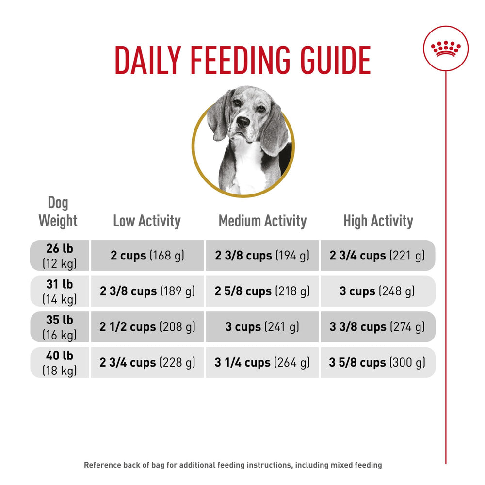Portions mesurées et routine alimentaire équilibrée pour Beagle.