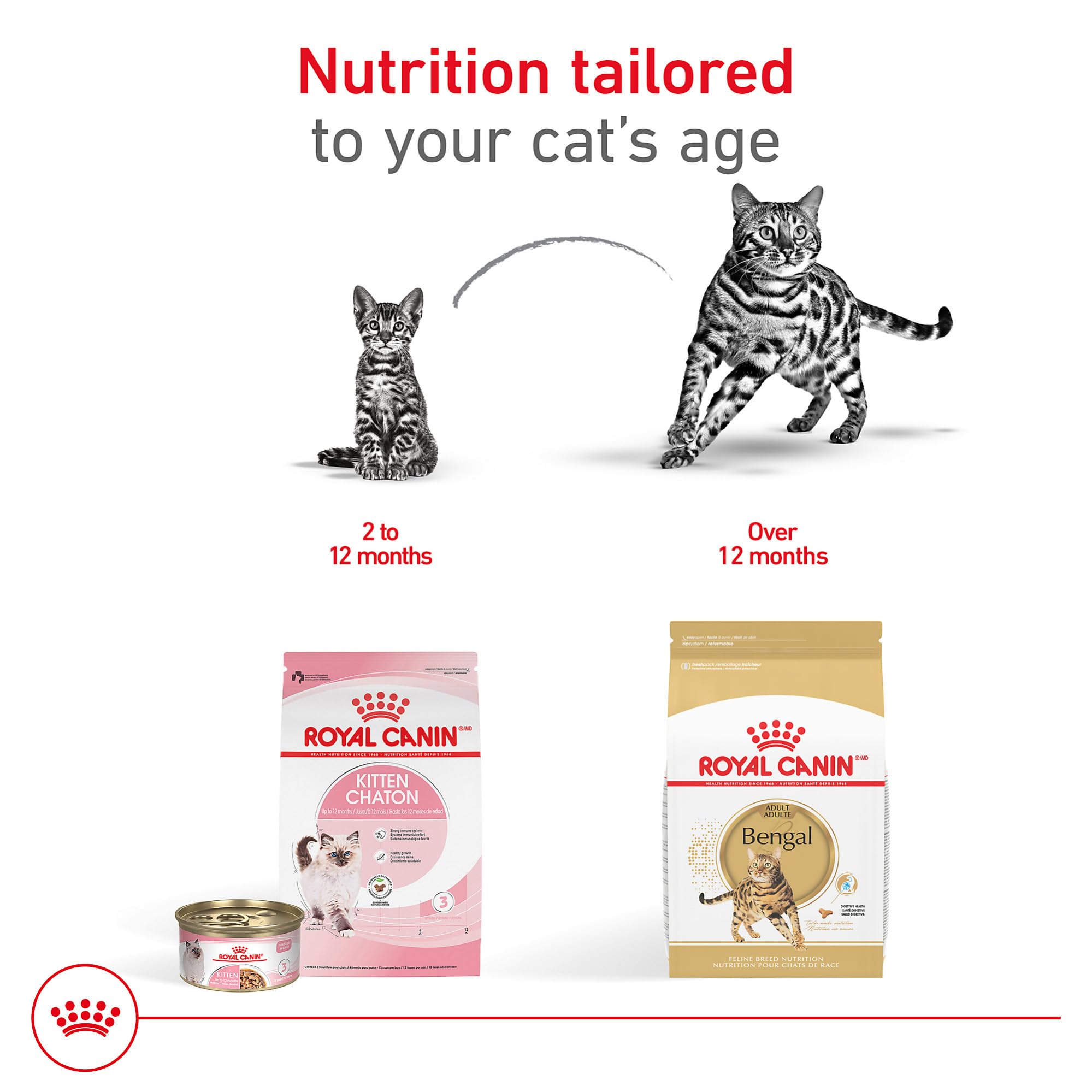 ROYAL CANIN Bengal Adulte – digestion sereine avec protéines digestibles et prébiotiques.