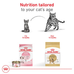 ROYAL CANIN Bengal Adulte – digestion sereine avec protéines digestibles et prébiotiques.