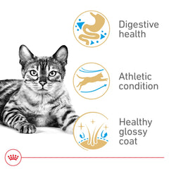 ROYAL CANIN Bengal Adulte – peau et pelage brillants grâce à la nutrition.